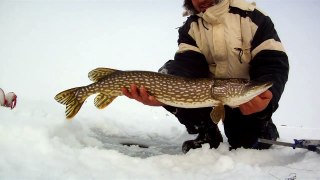 Jaw Jacker Pike and Walleye Ice Fishing in Frigid Cold