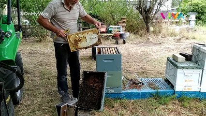 Rasanya Icip Madu Australia Langsung Dari Sarang Lebah