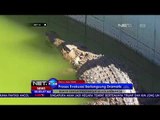 Buaya Sungai Masuk ke Kolam Warga - NET 24