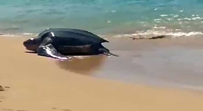 Le clou de la journée sur la plage de la Perle à Deshaies,au milieu des baigneurs, à leur grande surprise, l’arrivée d’une tortue luth, venue déposer ses précie