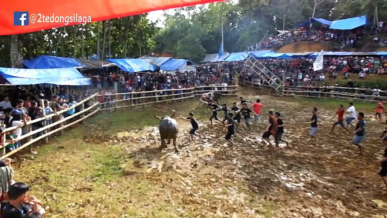 Sinabung vs Gurita