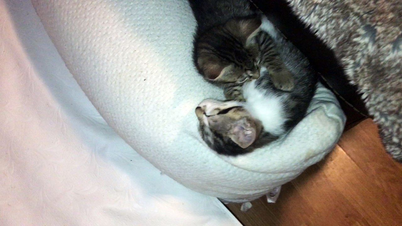 Kitten scratching her ear, flips over