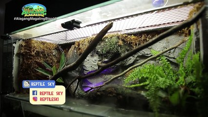 Alagang Magaling S9 Ep10 - Reptile Sky