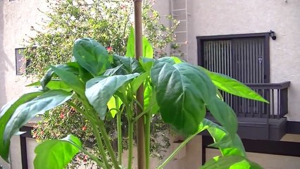 See what happens when you cut your pepper plant in half