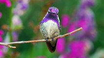 Le colibri est un oiseau fascinant!