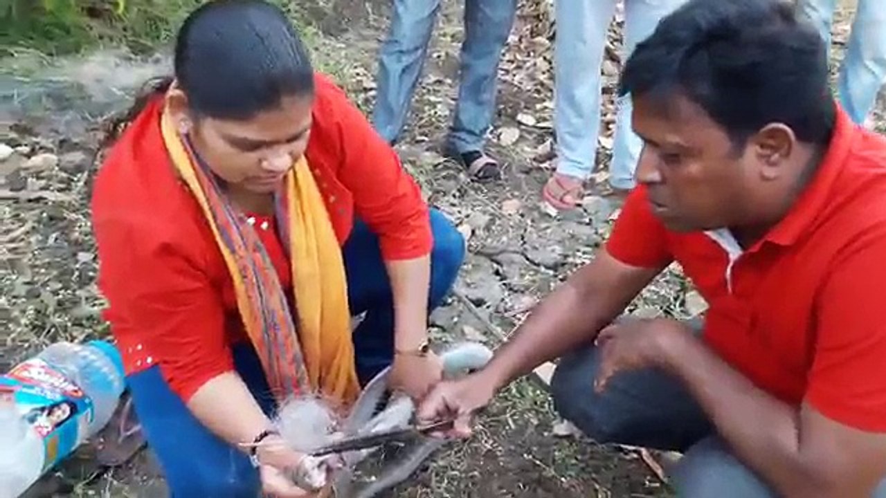 Lady Indian Snake Catcher rescue of a Fish net trapped Cobra
