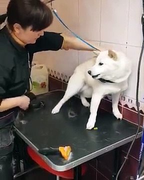 Funny Angry Dogs Barking And Growling Compilation 2014 Dog Barking Videos | Braking Dog