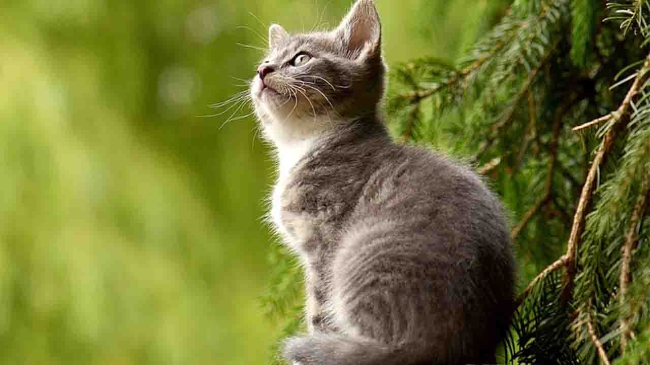 Animal - Bird Remedies to get rid of Vastu Dosh: पालतू जानवर इस तरह रखते हैं मुसीबतें दूर |Boldsky