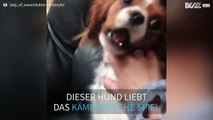 Hund nimmt kämpferisches Spiel etwas zu ernst