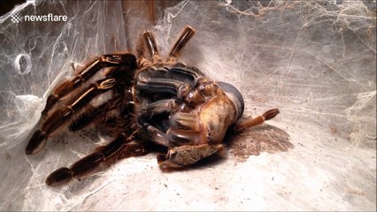 Watch a tarantula moult in time-lapse video