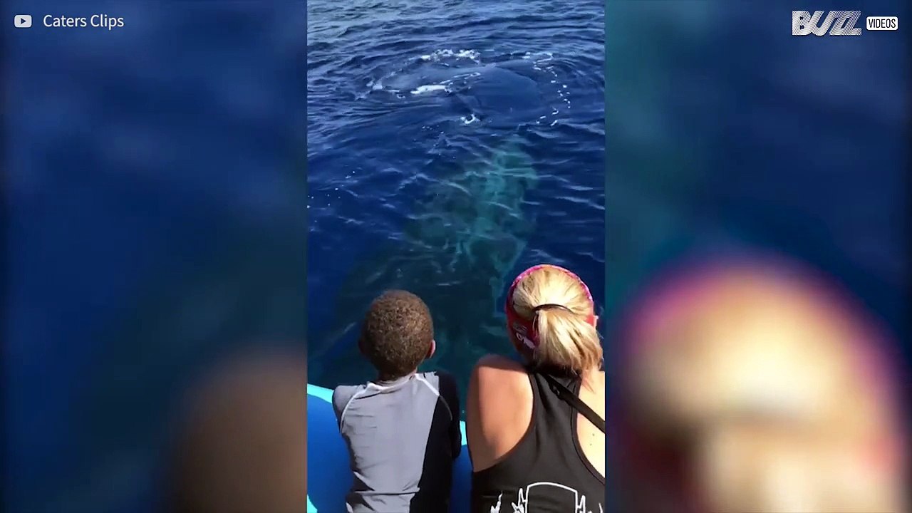 Überraschungsbesuch auf hoher See: Neugieriger Wal nähert sich Boot
