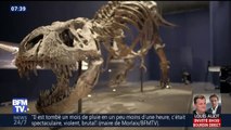 Un T-Rex quasi complet est à découvrir tout l'été au Muséum d'histoire naturelle de Paris