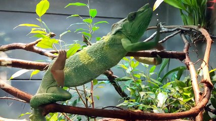 Top 10 MYSTERIOUS Extinct Animals CAUGHT ON CAMERA!