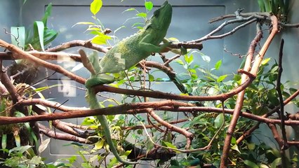 Top 10 MYSTERIOUS Extinct Animals CAUGHT ON CAMERA!