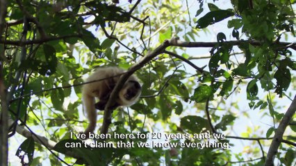 Brazil Untamed Series 1 1of5 Monkey Garden