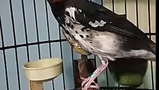 Anis Kembang Ngerol Edan Volume Dasyattt Video Dailymotion