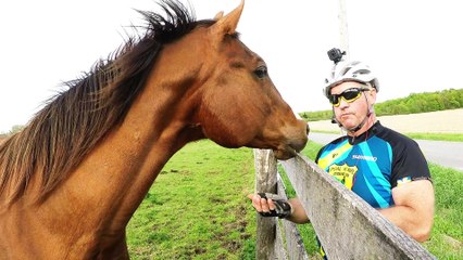 Un cheval fait une drôle de grimace