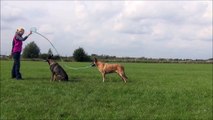 Des chiens jouent à la corde à sauter