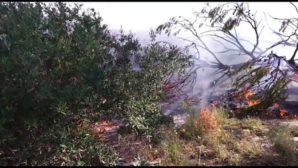 Andria: incendio distrugge macchia mediterranea. Intervengono i volontari con il prof. Martiradonna
