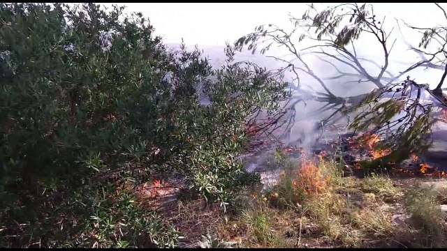 Andria: incendio distrugge macchia mediterranea. Intervengono i volontari con il prof. Martiradonna