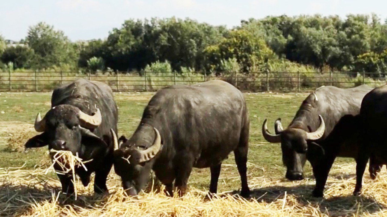 Conso - « Mozzarella di bufala campana »