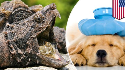 Teacher charged for feeding sick puppy to snapping turtle