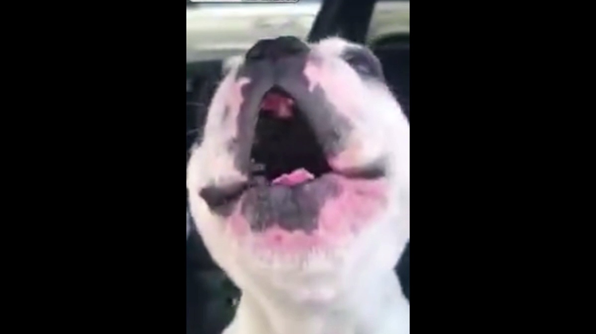şarkı söyleyen köpek