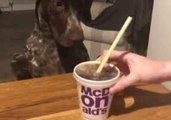 Perplexed Dog Freaks Out at McDonald's Drink