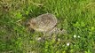Un Petit Hérisson Tout Mignon dans Mon Jardin - Qui s'y frotte s'y pique : Découvrez la tendresse de la nature avec la visite d'un adorable hérisson dans mon jardin !