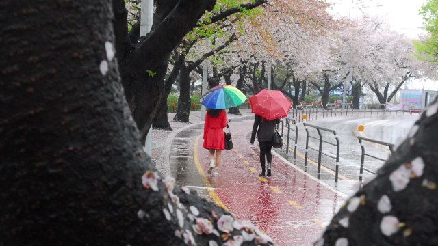 '서울의 봄 꽃길 사진공모전' 수상작 26점 선정 / YTN
