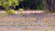 Zambia salvaje: VIDA Y MUERTE EN LA SABANA | Odisea