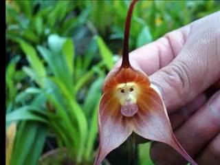 Top10: Flores Sorprendentes - Que No Son Lo Que Parecen!