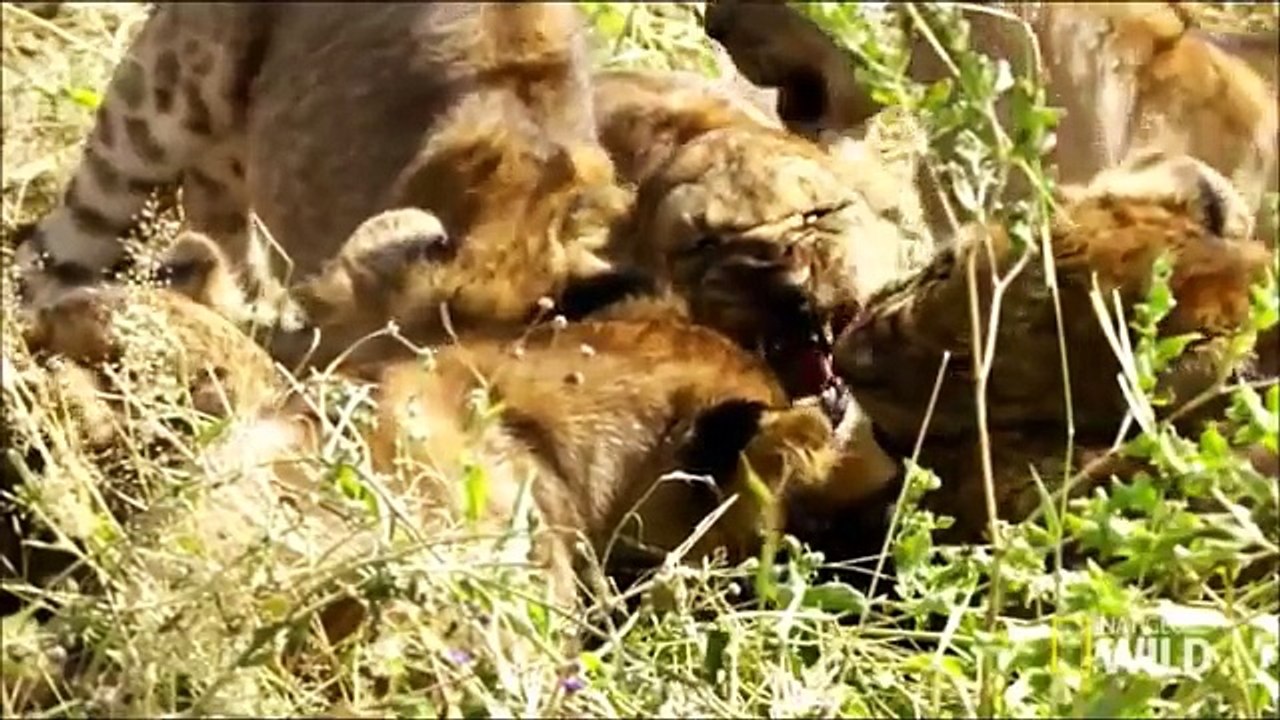 Savage kingdom uprising S2 E2