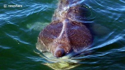 Incredible moment Basking Shark bumps against boat off N. Ireland coast