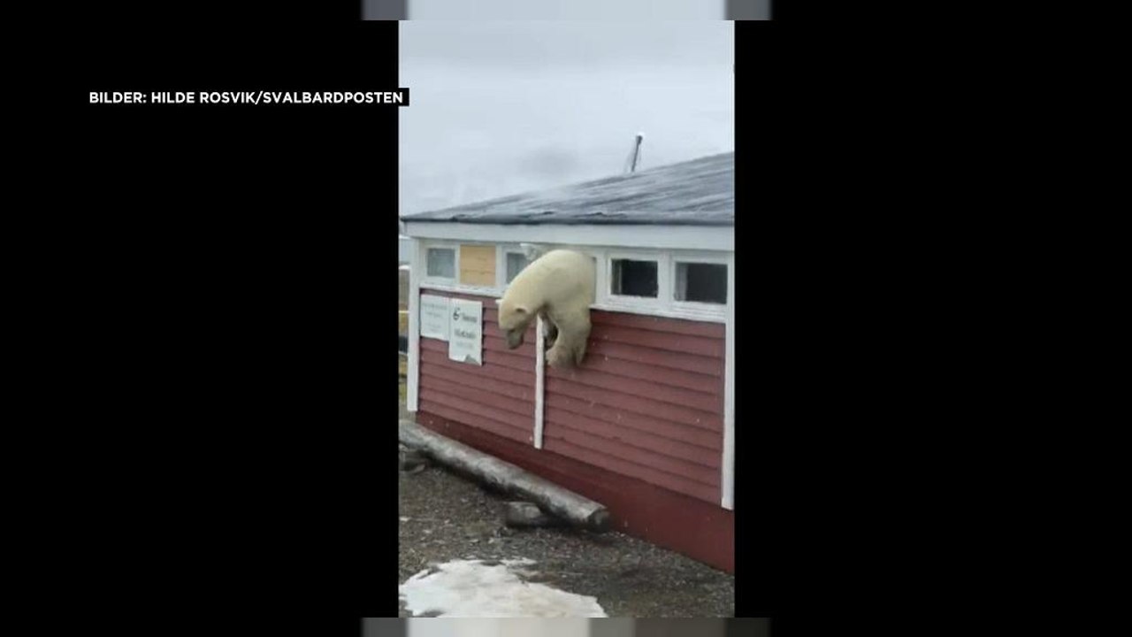 Video: Ein Eisbär im Hotel auf Spitzbergen