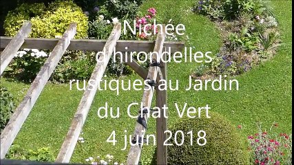 nichée d hirondelles rustiques