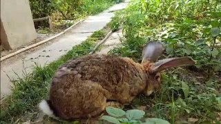 Породы кроликов Фландры