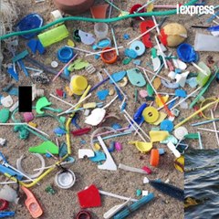 Le plastique empoisonne les animaux marins