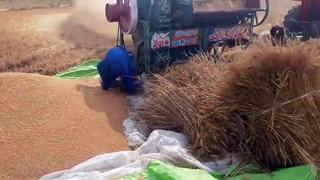 Trasher band hogyi _ Over loading in wheat Harvesting machine _ Agriculture in P