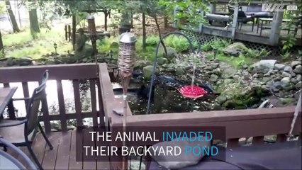 Bear chills in backyard pond in Pennsylvania