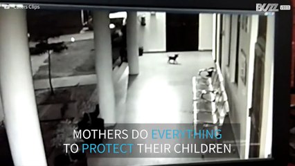 Maternal instinct: dog attacks leopard to save puppy!