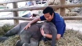 Cuddling With A Baby Elephant || ViralHog
