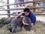 Cuddling With A Baby Elephant || ViralHog