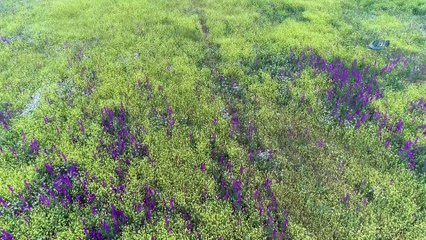 Bozkır’da Açan Çiçekler Sivas’a Renk Kattı