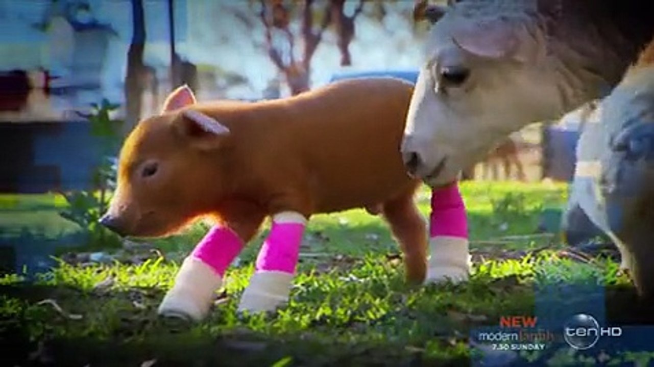 Bondi Vet - S08 - E01