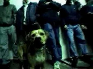 Bass Sultan Hengst-Freund oder Feind