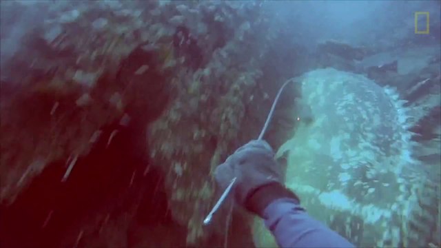 Ce pécheur sous-marin se fait emporter par un Mérou Goliath géant!