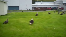 Il trouve 20 aigles dans son jardin en Alaska