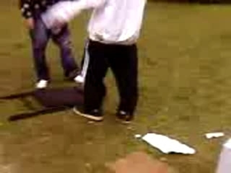 Pedigree sur la  chaise