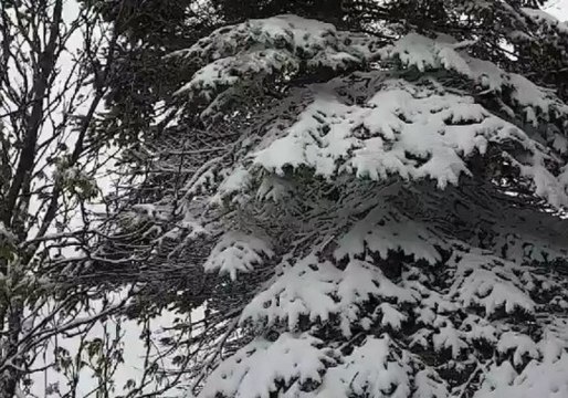 June Snow Blankets Parts of Newfoundland